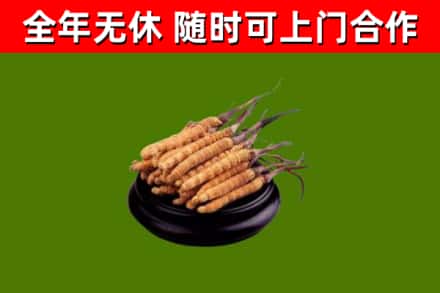 汉南区烟酒回收冬虫夏草.jpg